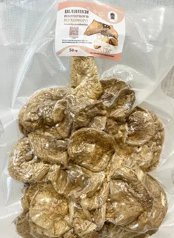 Шляпки пантерного мухомора